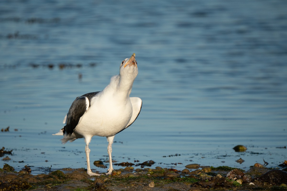 Great Black-backed Gull - ML644808711