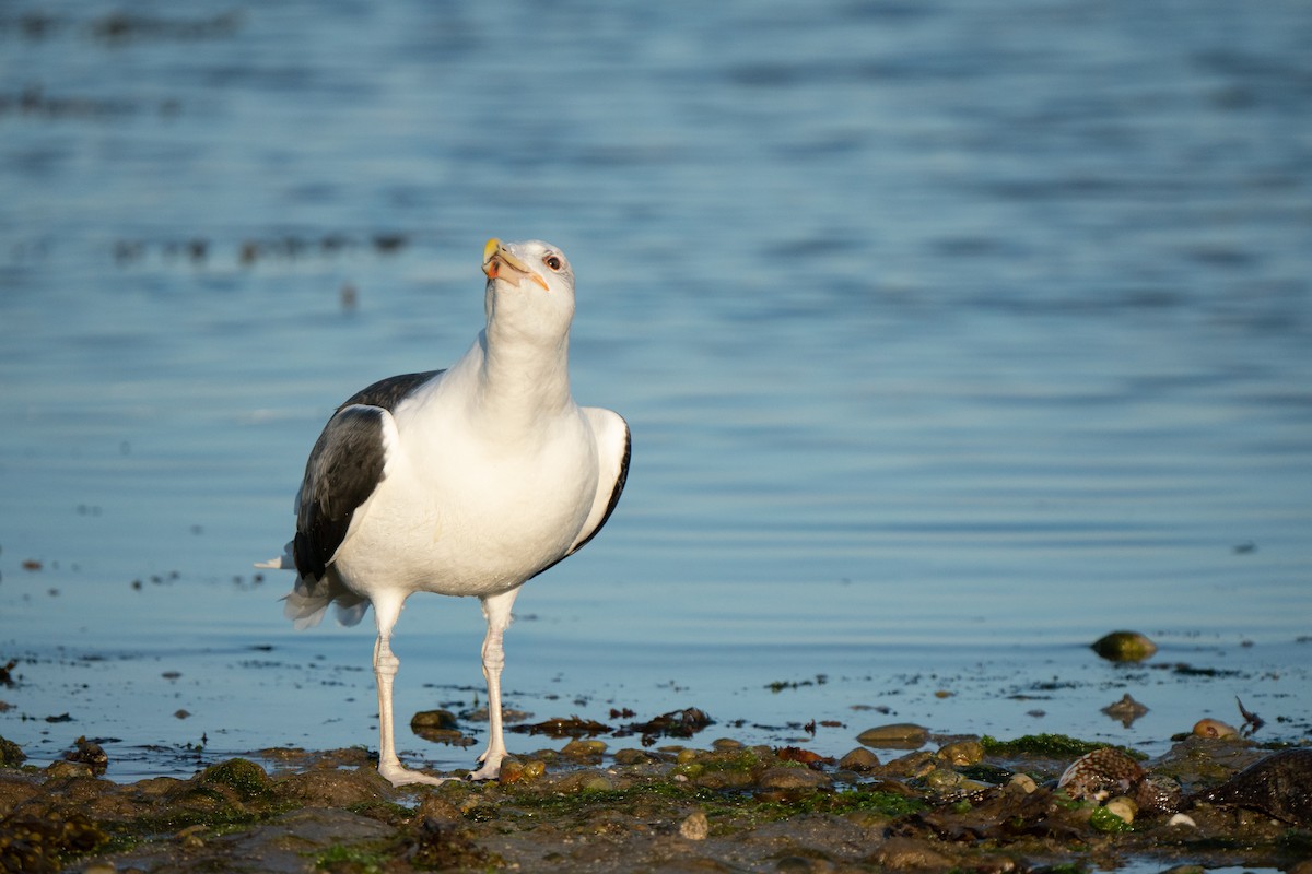 Great Black-backed Gull - ML644808712