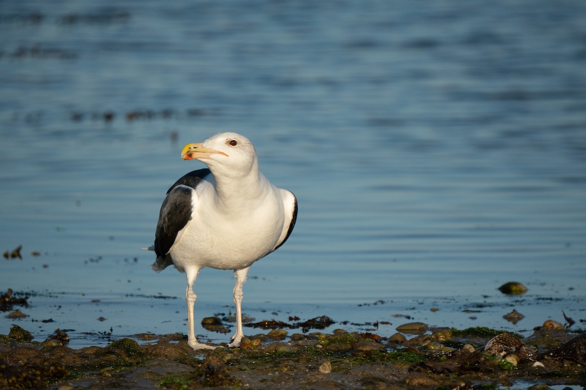 Great Black-backed Gull - ML644808713