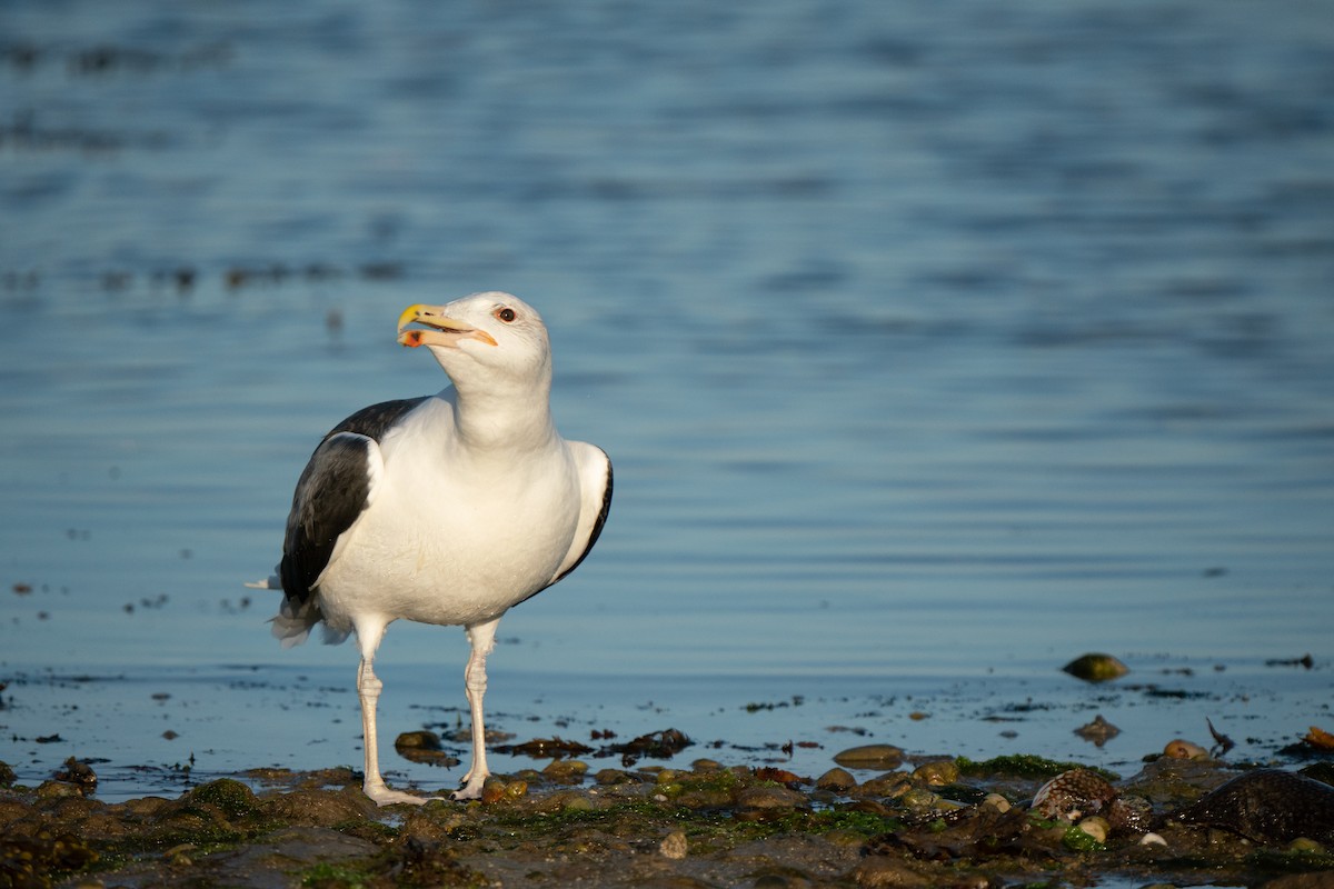 Great Black-backed Gull - ML644808714