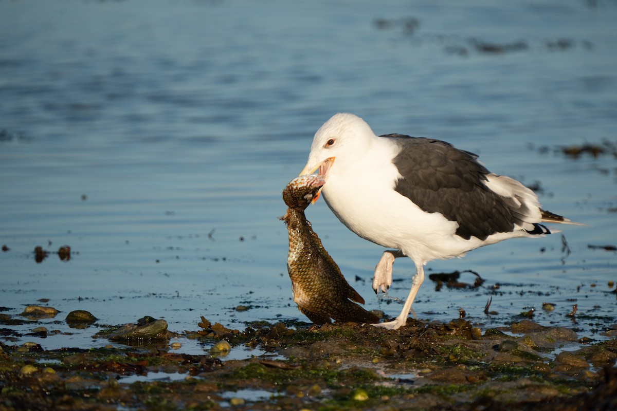 Great Black-backed Gull - ML644808715