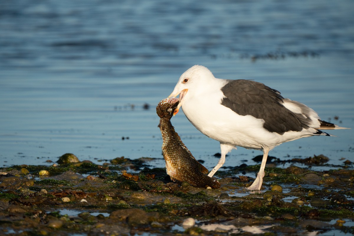 Great Black-backed Gull - ML644808716