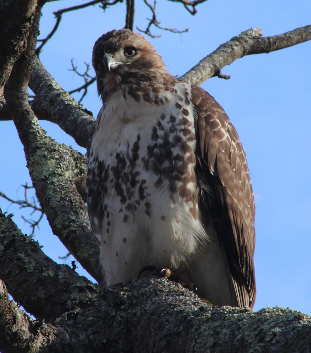 Zapelatz buztangorria - ML644808718