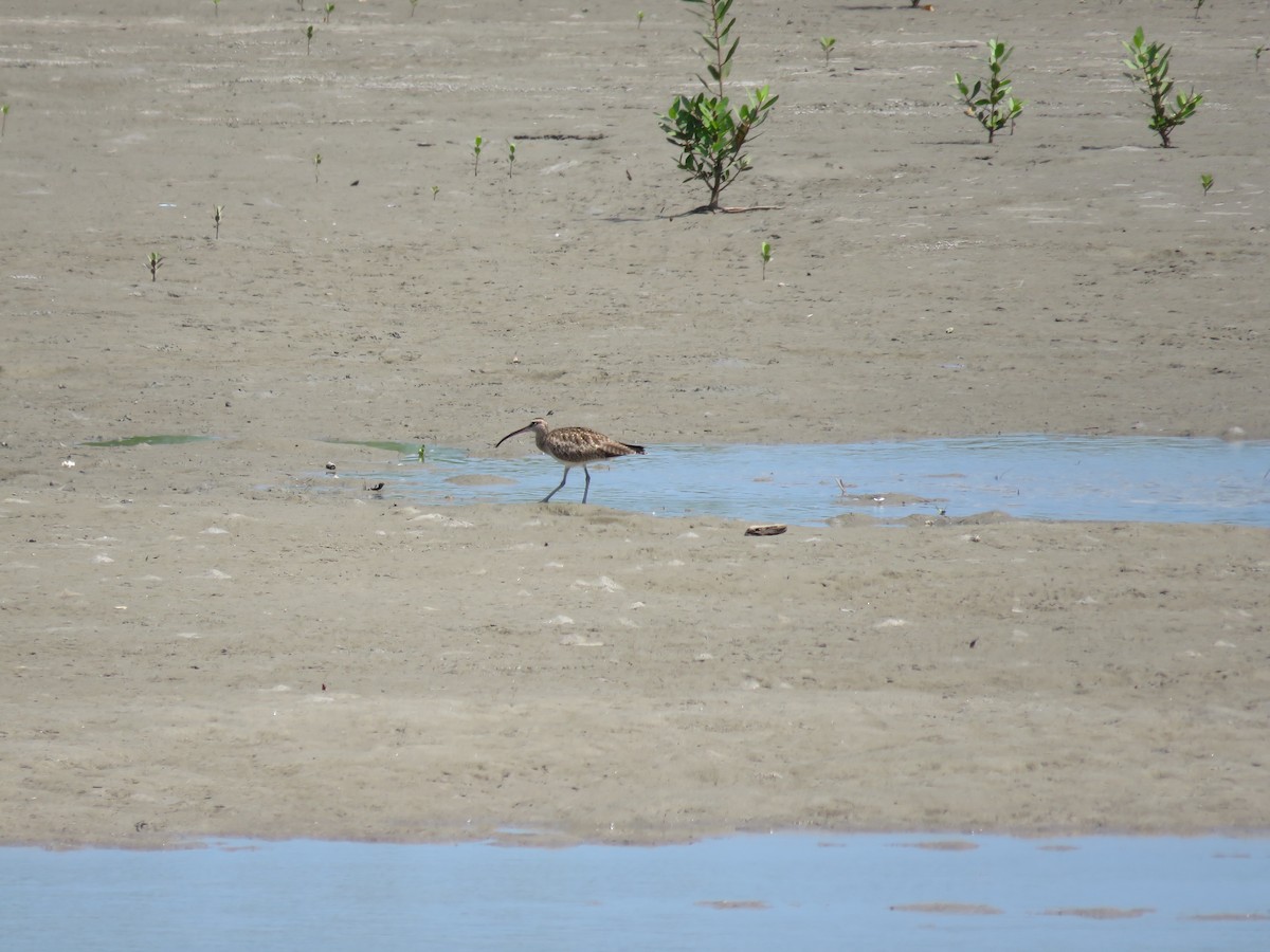 Hudsonian Whimbrel - ML644808723