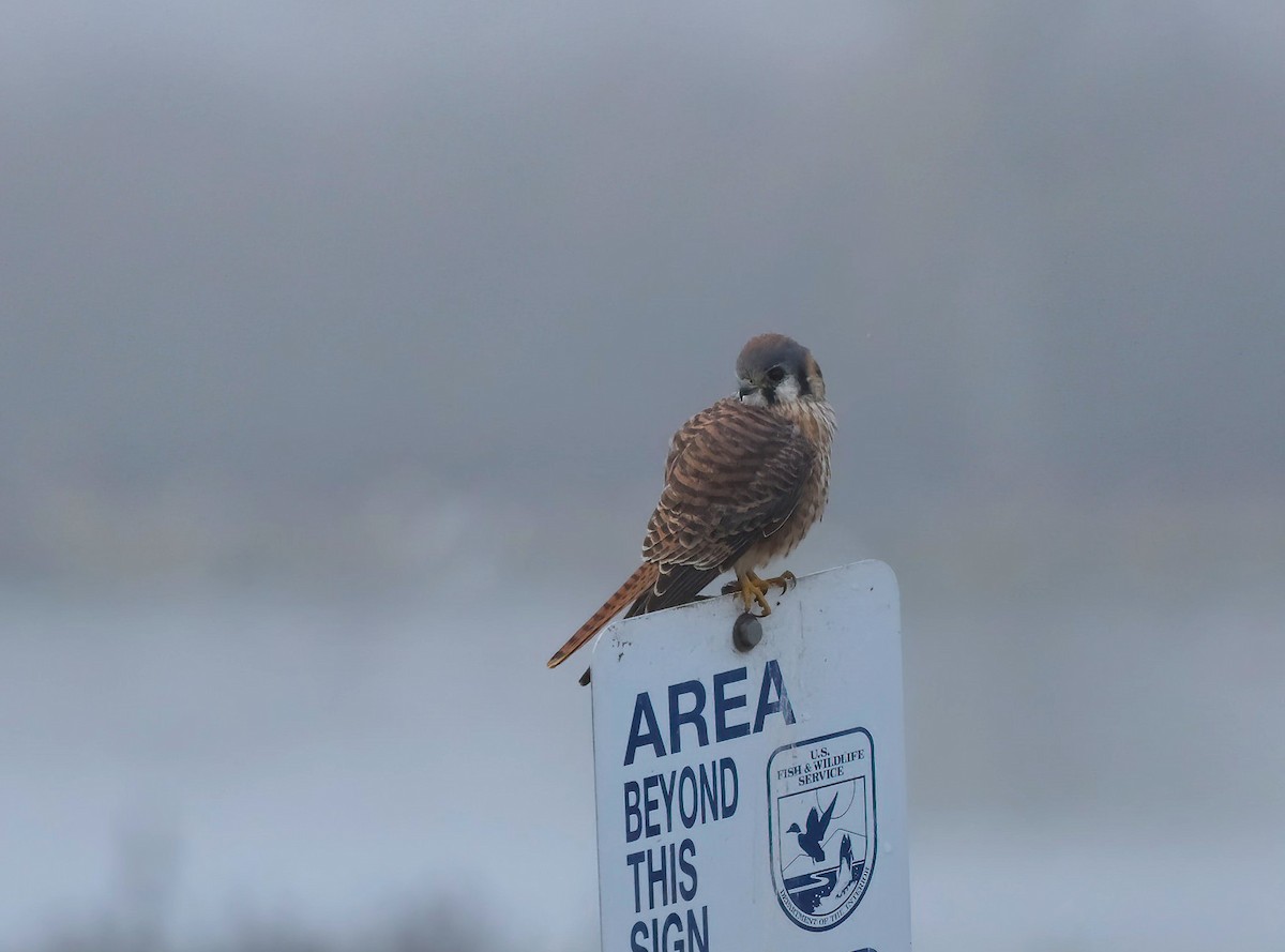 American Kestrel - ML644808752