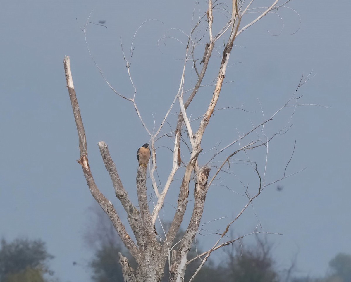 Peregrine Falcon - ML644808763
