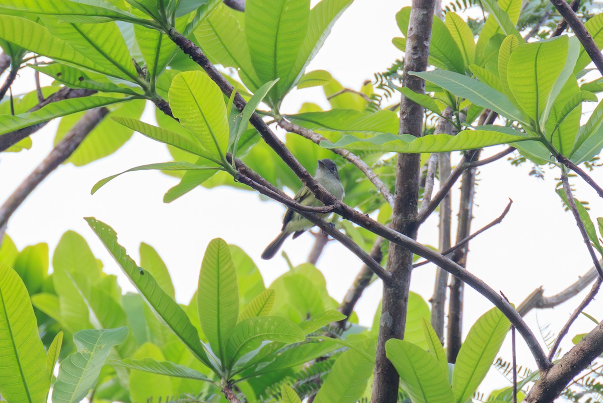 Yellow-winged Flatbill - ML644808765