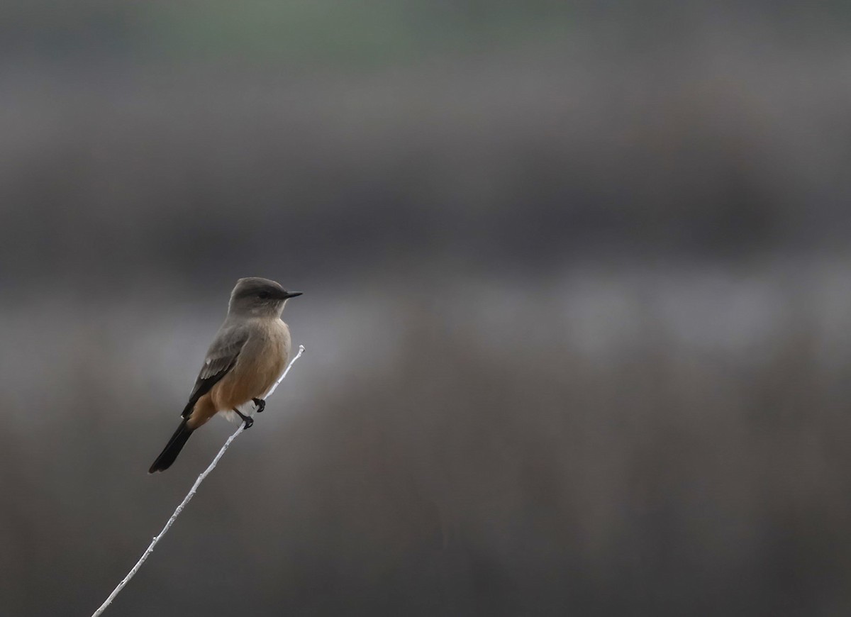 Say's Phoebe - ML644808766