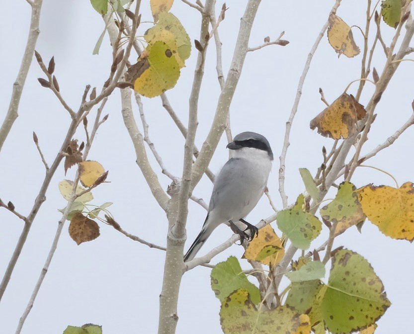 Loggerhead Shrike - ML644808770