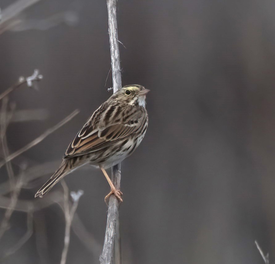 Savannah Sparrow - ML644808774