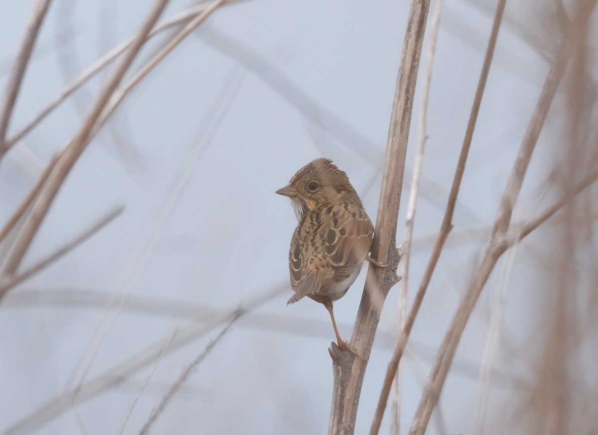 Lincoln's Sparrow - ML644808784