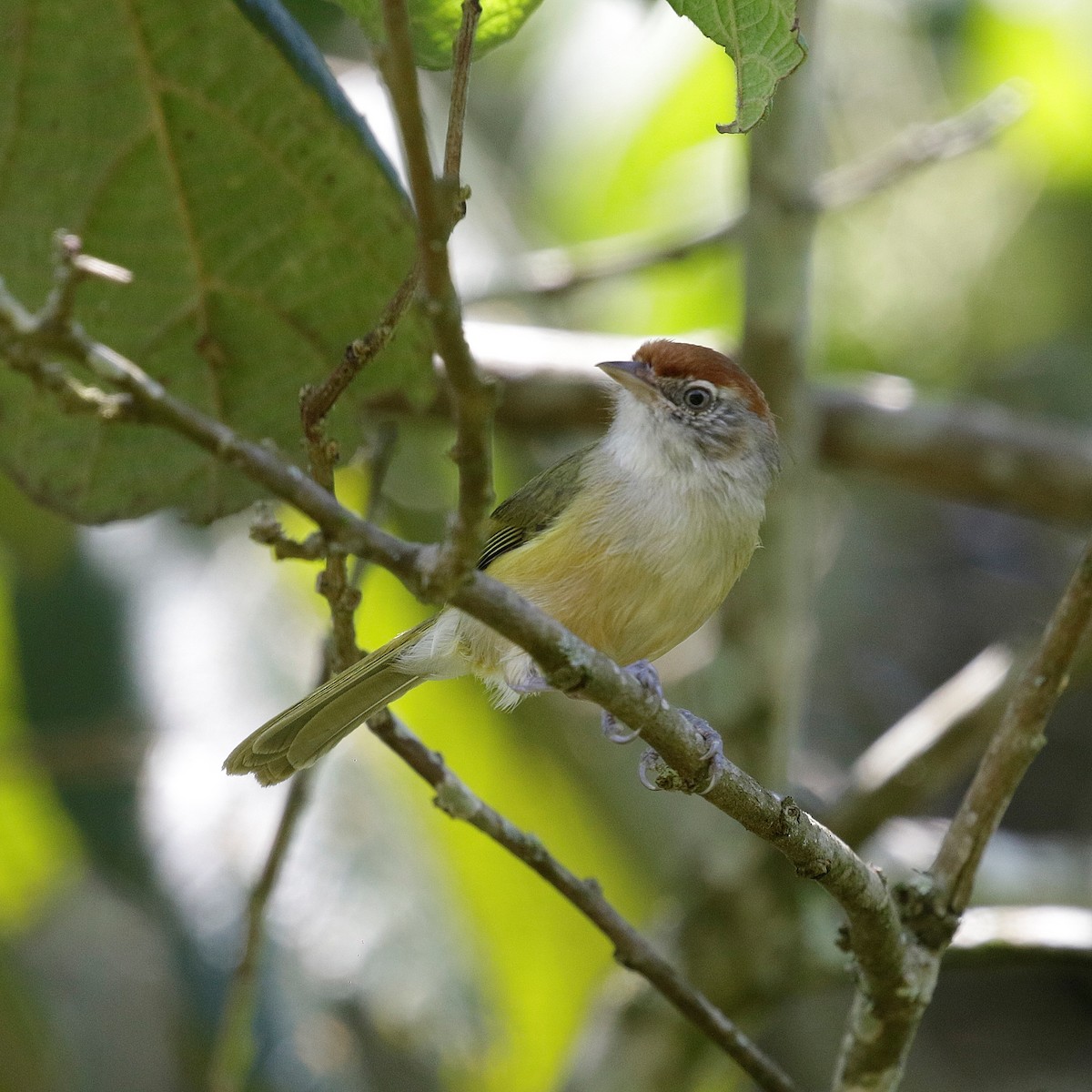 Gray-eyed Greenlet - ML644808788