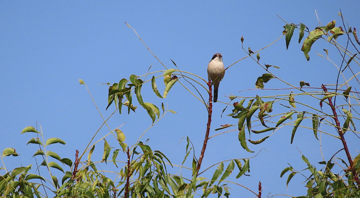 Brown Shrike - ML644808795