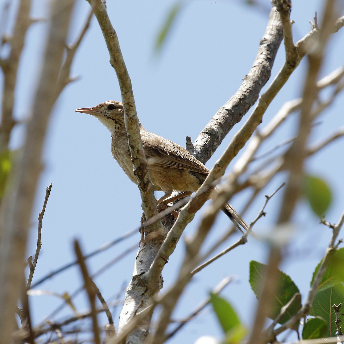 Firewood-gatherer - ML644808796