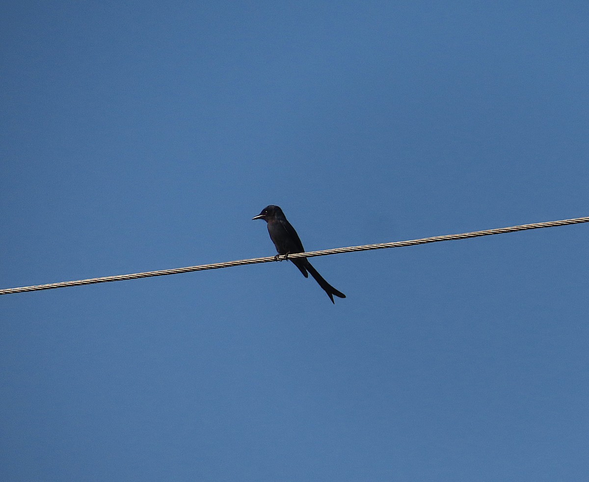 Black Drongo - ML644808801