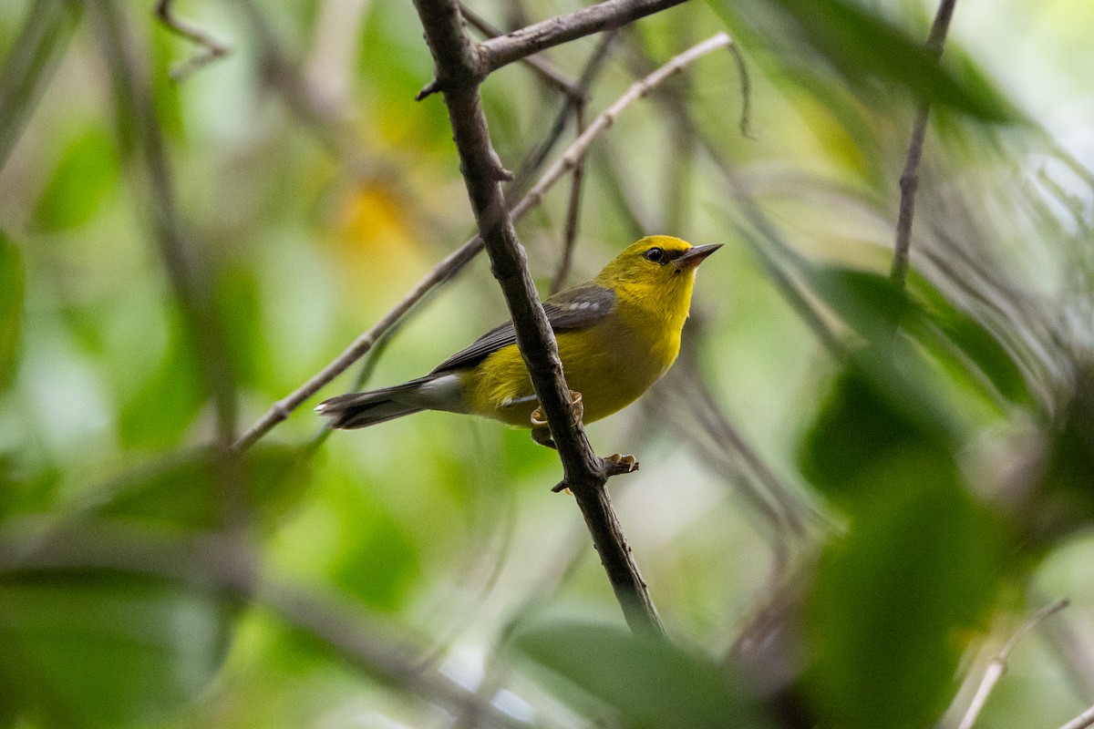 Blue-winged Warbler - ML644808802