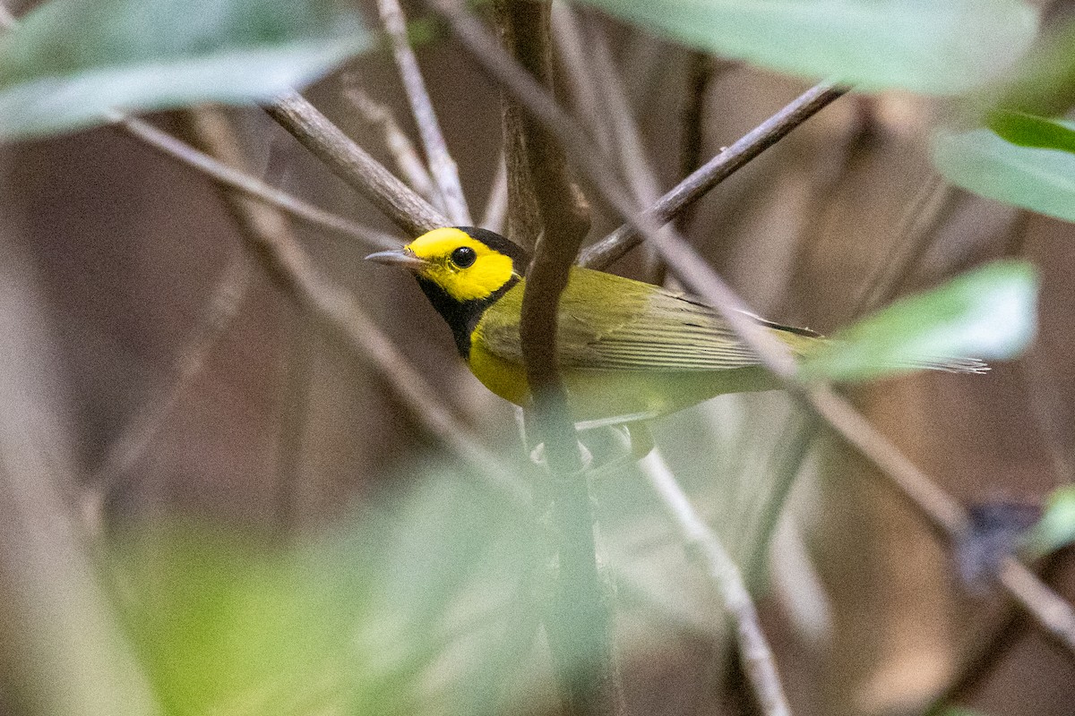 クロズキンアメリカムシクイ - ML644808803