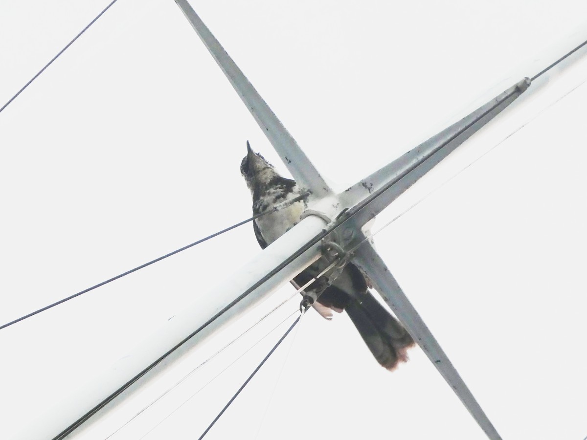 Флореанский пересмешник - ML644808804