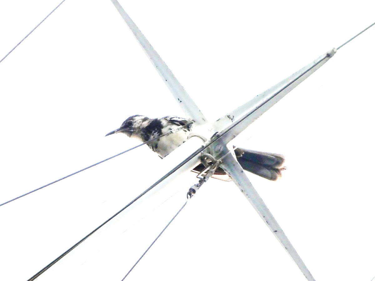 Флореанский пересмешник - ML644808808