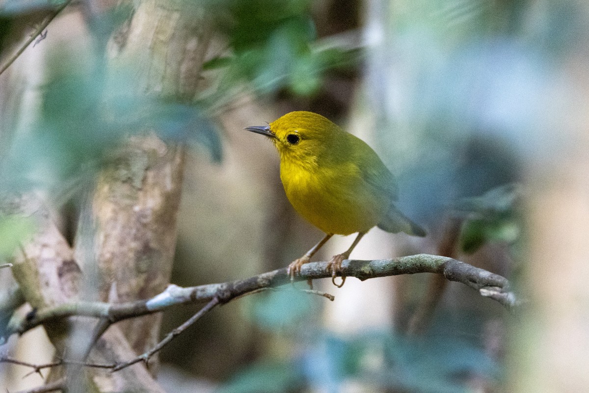 Mangrove Yellow Warbler - ML644808814