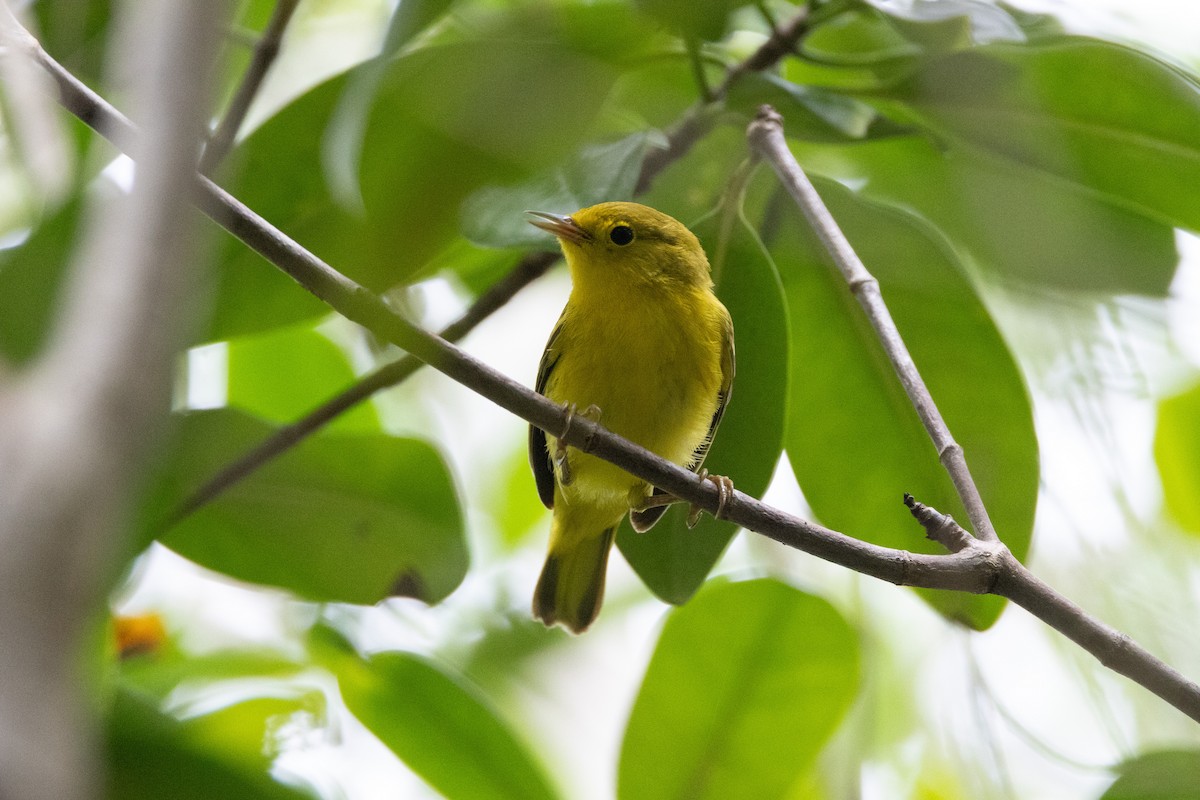 Mangrove Yellow Warbler - ML644808815