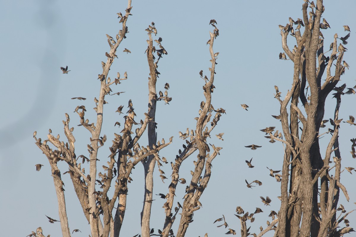 Бородатый скворец - ML644808816