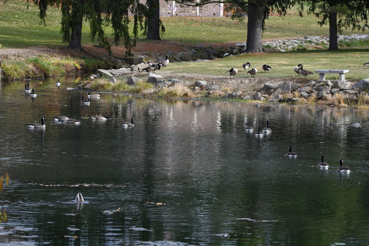 ברנטה קנדית - ML644808819