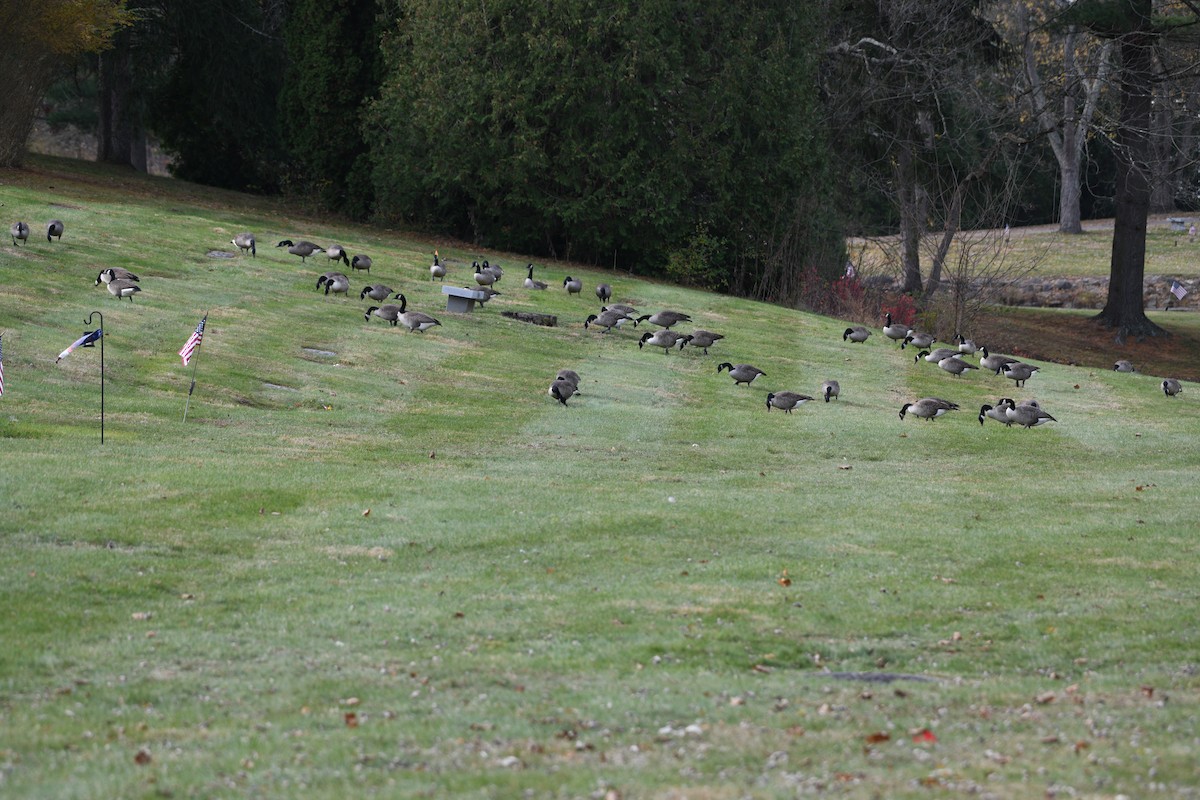 ברנטה קנדית - ML644808820