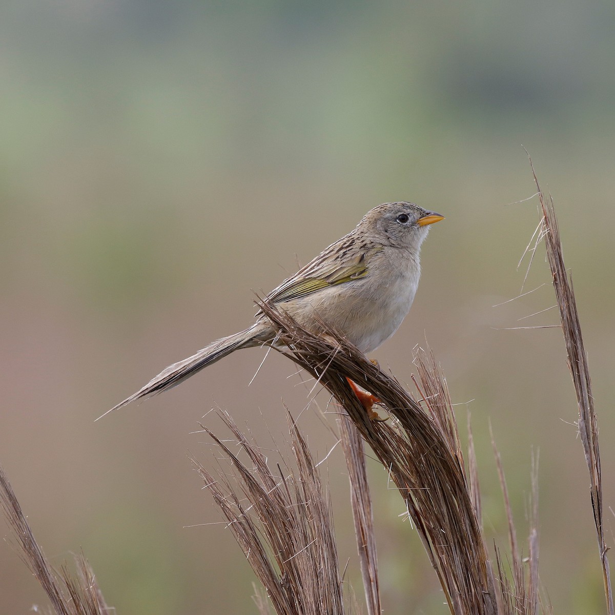 Wedge-tailed Grass-Finch - ML644808830