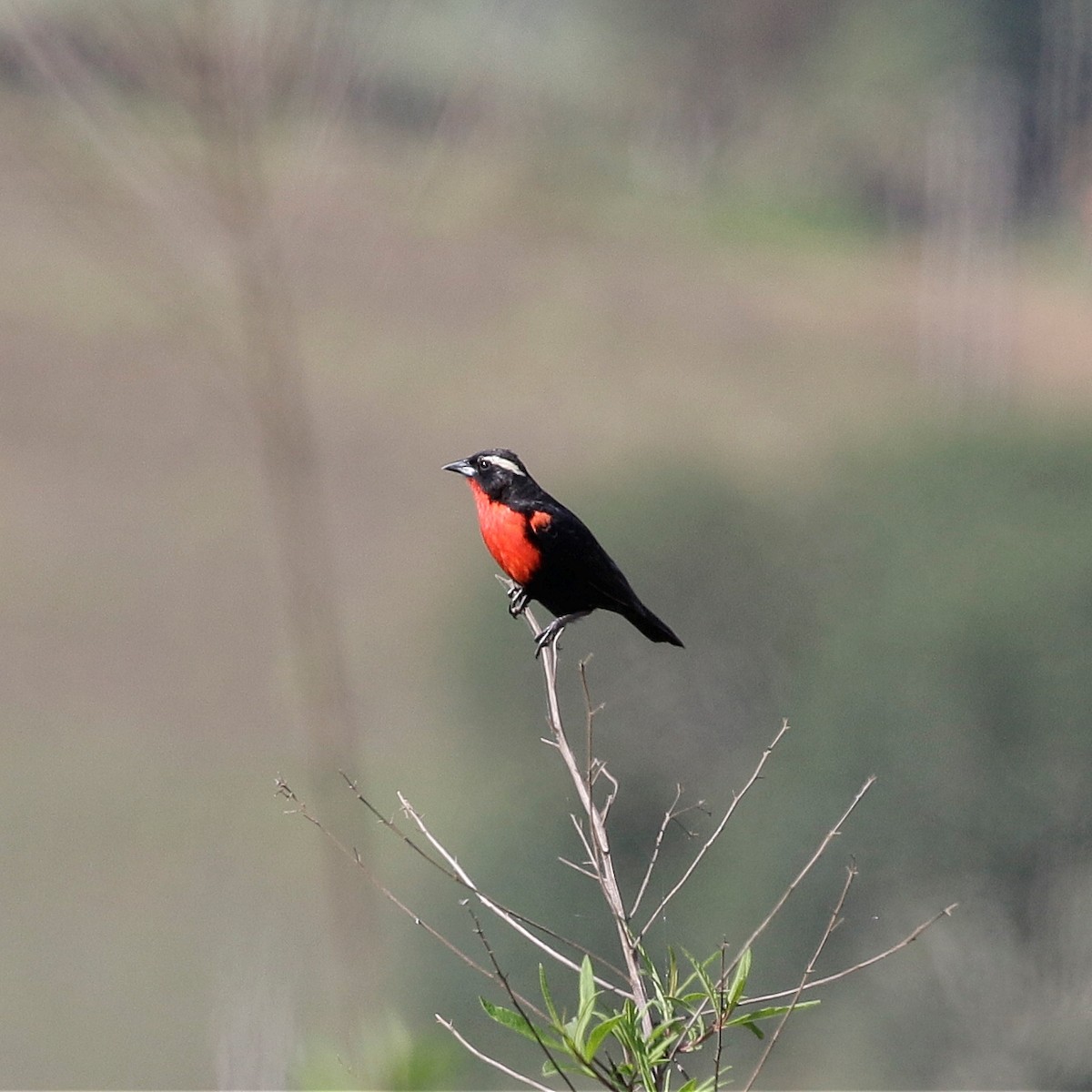 White-browed Meadowlark - ML644808842