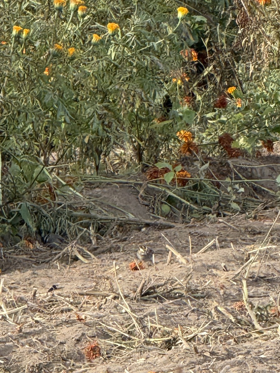 White-throated Sparrow - ML644808856