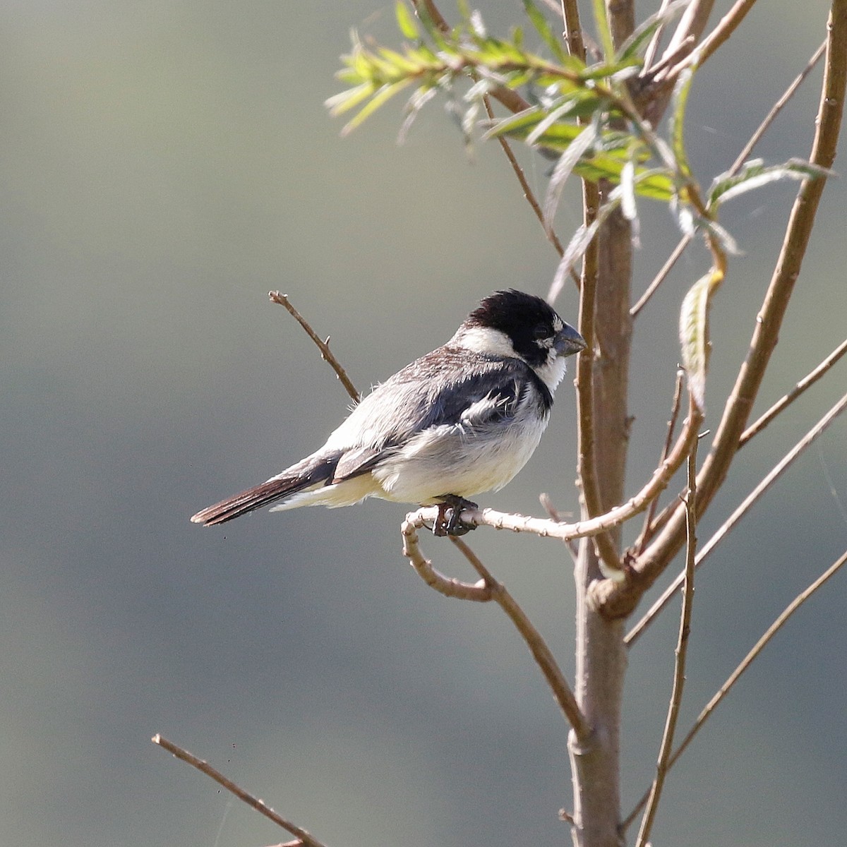 Rusty-collared Seedeater - ML644808859