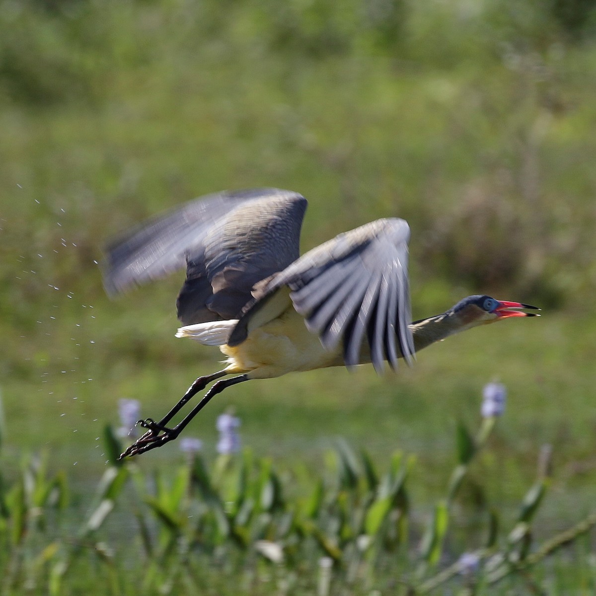 Whistling Heron - ML644808862