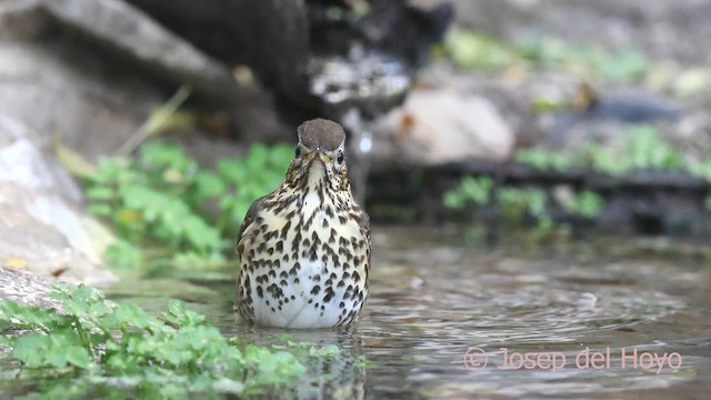 Song Thrush - ML644808863