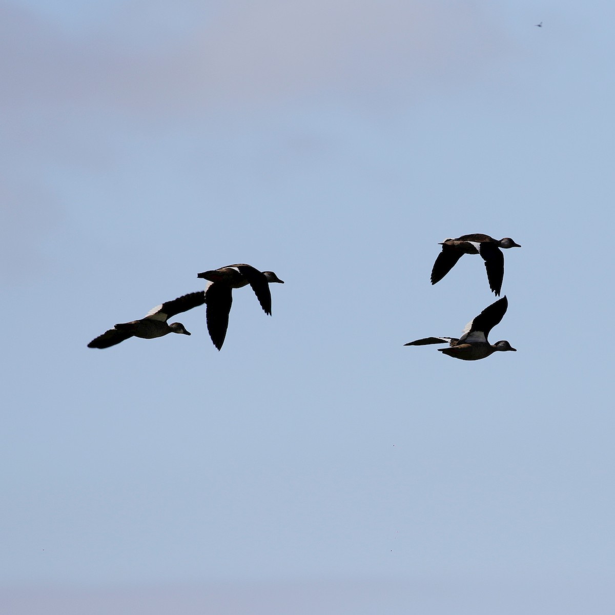 Brazilian Teal - ML644808871