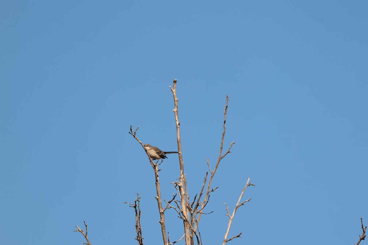 Northern Mockingbird - ML644808879