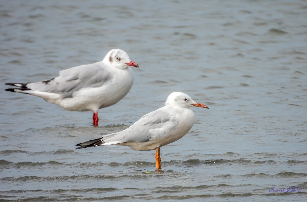 Морской голубок - ML644808880