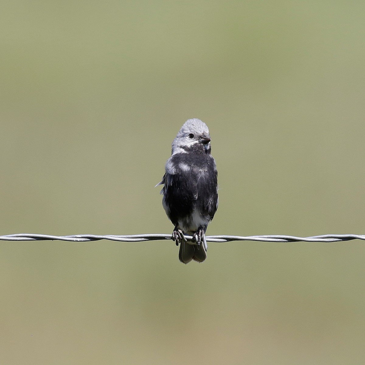 Black-bellied Seedeater - ML644808882