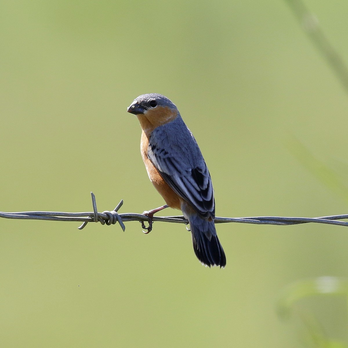 Tawny-bellied Seedeater - ML644808883