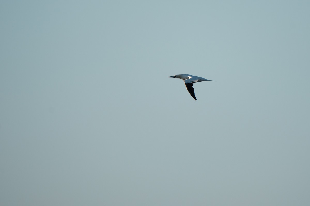 Northern Gannet - ML644808884
