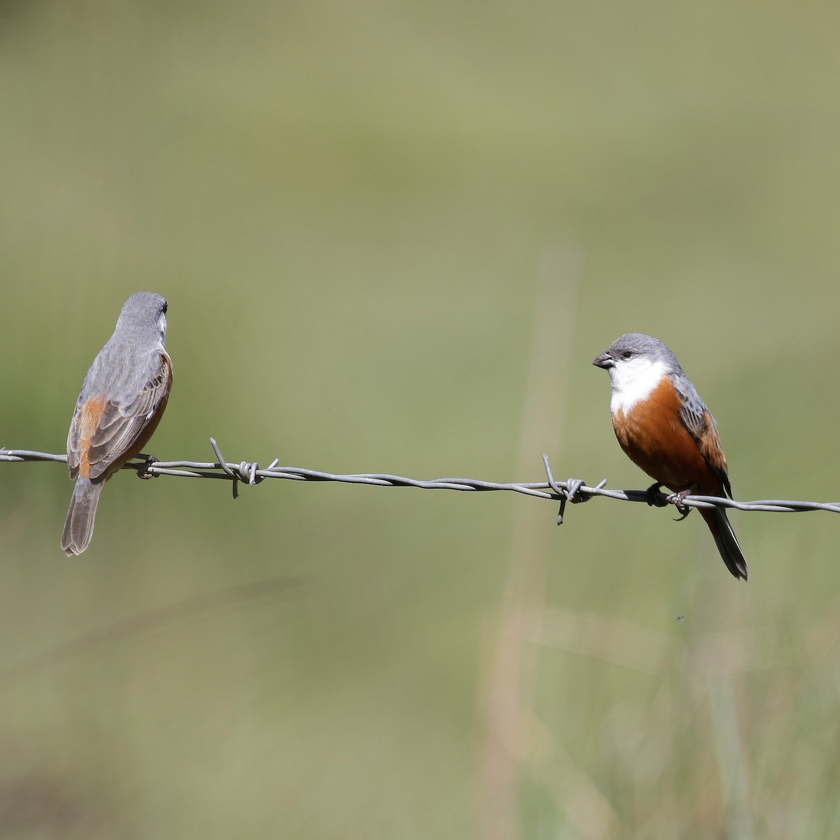 Marsh Seedeater - ML644808887