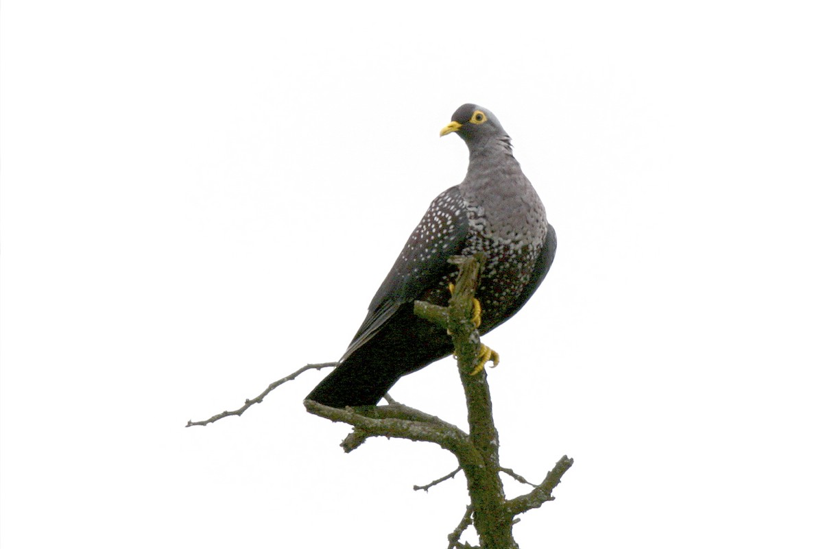 Rameron Pigeon - ML644808888