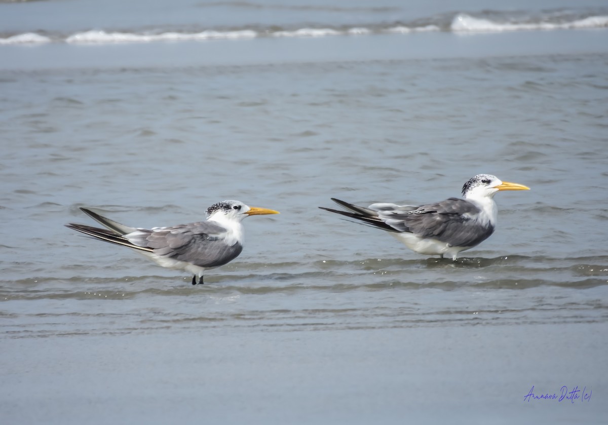 Great Crested Tern - ML644808889