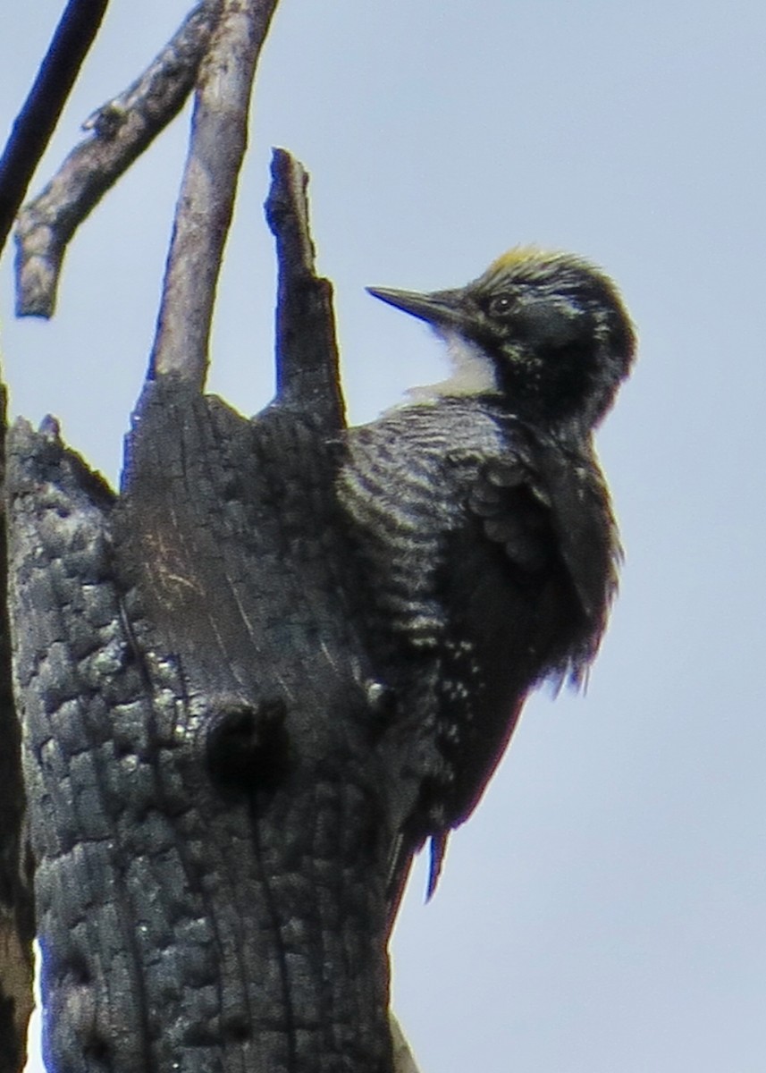 American Three-toed Woodpecker - ML644808890