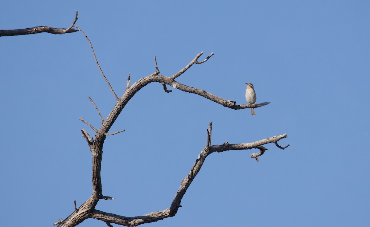 Yellow-throated Bush Sparrow - ML644808894