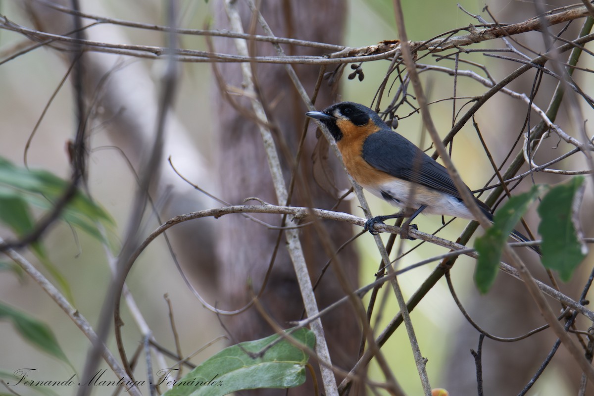 Australian Spectacled Monarch - ML644808895
