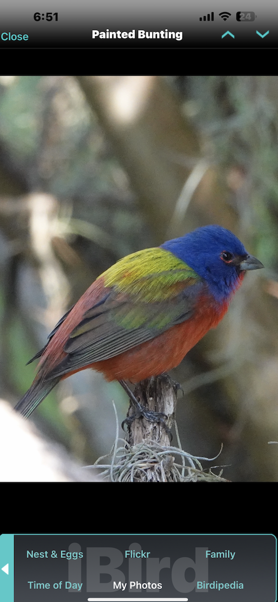 Painted Bunting - ML644808896