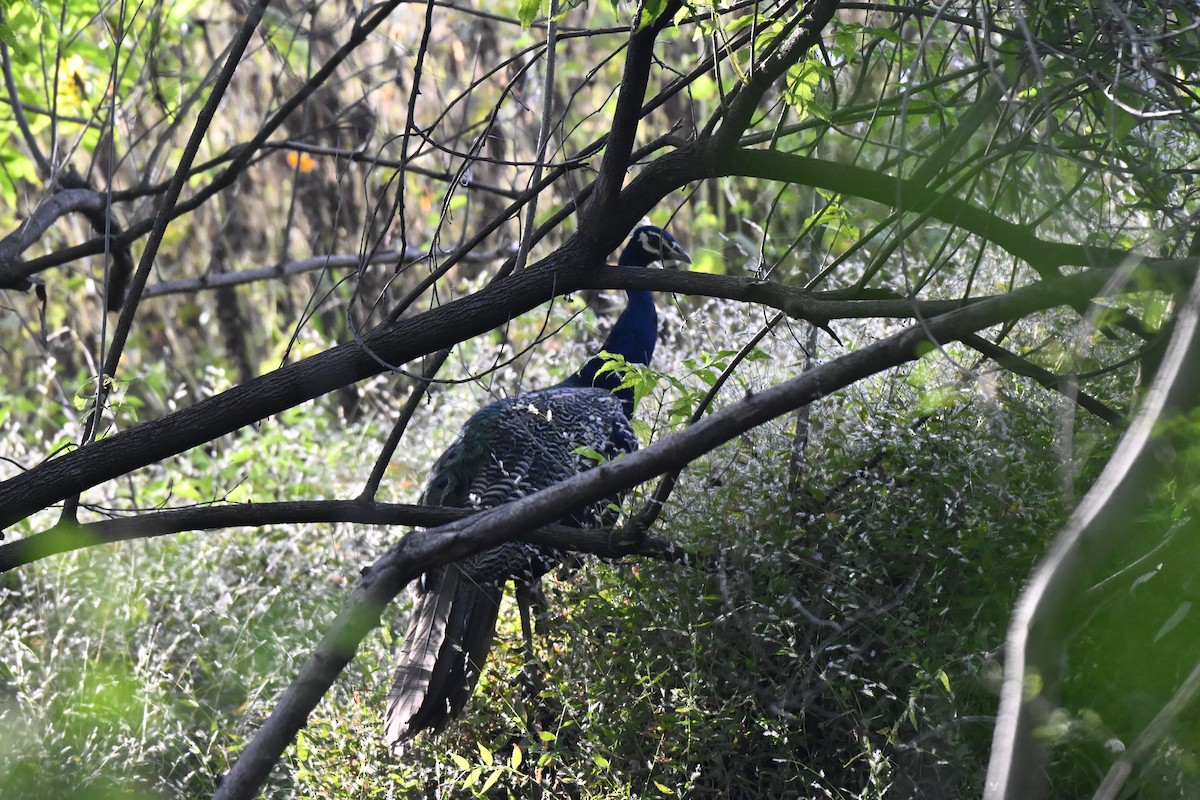 Indian Peafowl - ML644808897