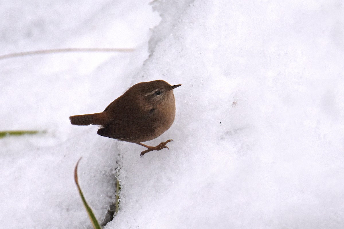 Eurasian Wren - ML644808898
