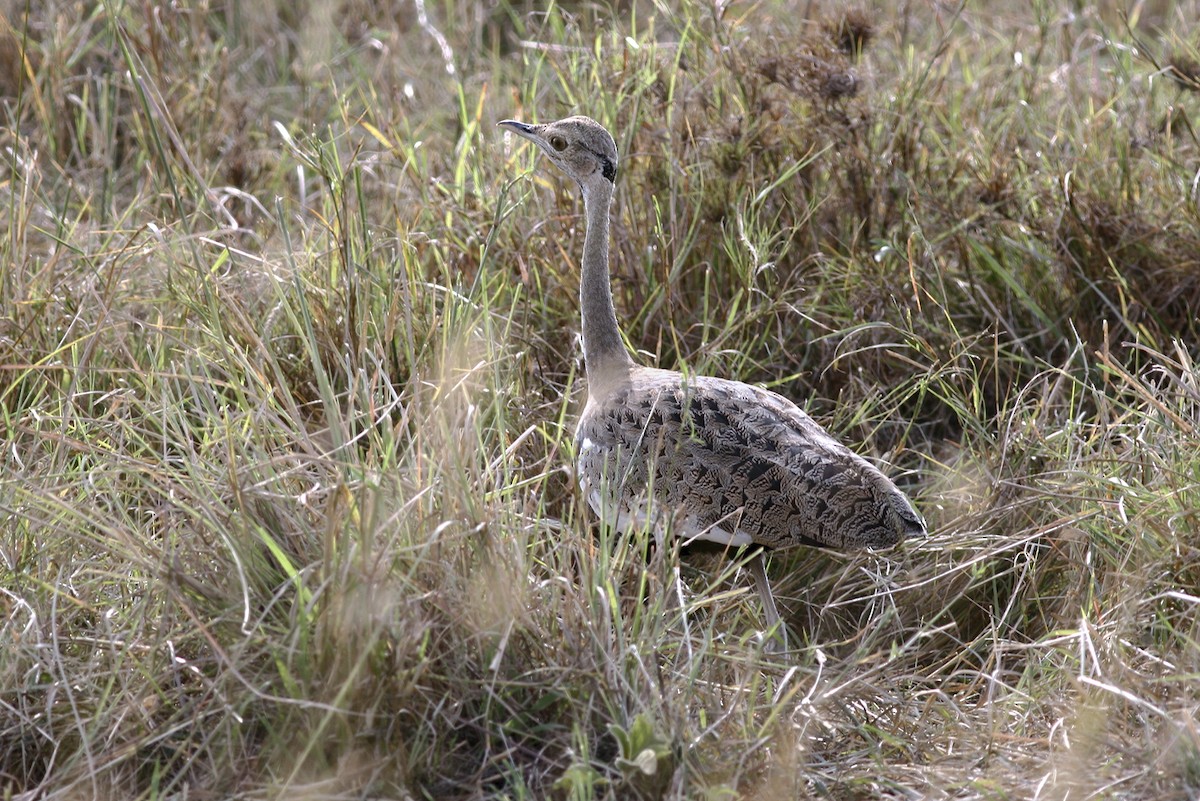 Black-bellied Bustard - ML644808899
